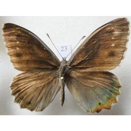 Hipparchia statilinus (Hufnagel, 1766) male Skalnik statilinus Hungaria23